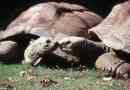 A galapagos teknősök számára most megtekintheti a google street nézetnek köszönhetően
